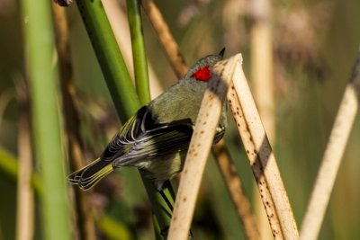 Ruby-crowned Kinglet