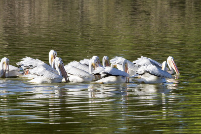 White Pelican
