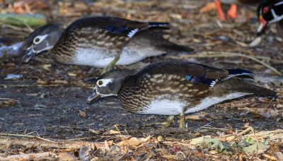 Wood Ducks