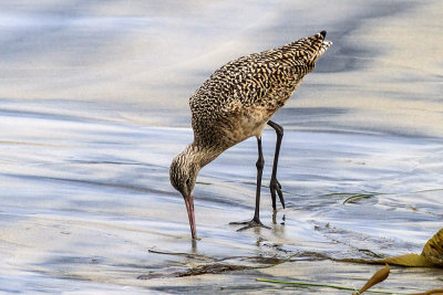 Marbled Godwit