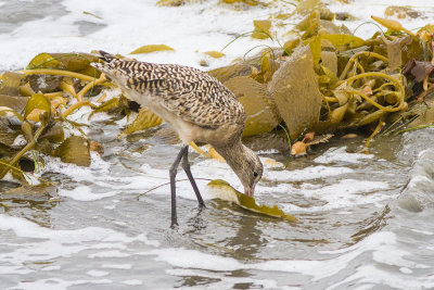 Marbled Godwit