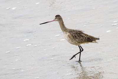 Marbled Godwit