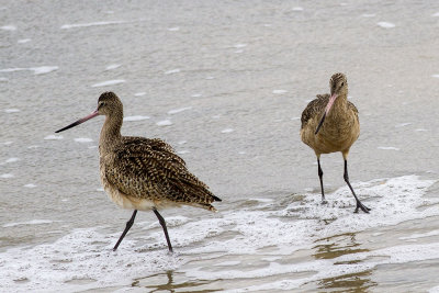 Marbled Godwit