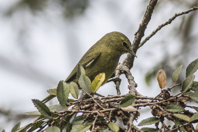 Orange-crowned Warbler