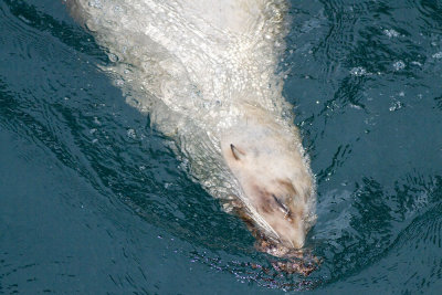 California Sea Lion