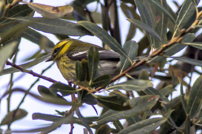 Townsend's Warbler