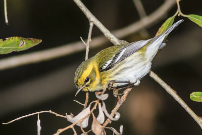 Townsend's Warbler