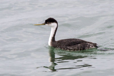 Western Grebe