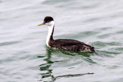 Western Grebe