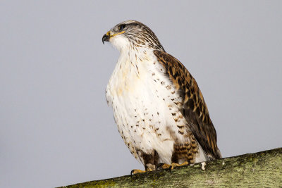 Ferruginous Hawk 