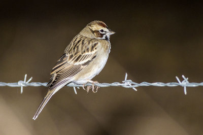 American Lark Sparrow