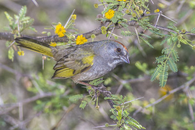 Green-tailed Towhee