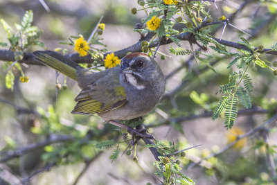 Green-tailed Towhee