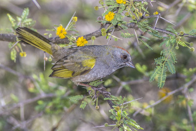 Green-tailed Towhee