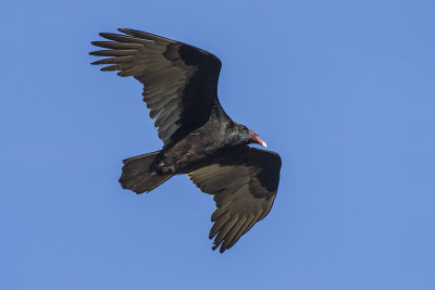 Turkey Vultue