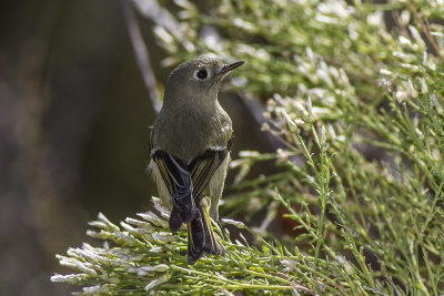 Ruby-crowned Kinglet