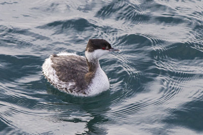 Horned Grebe