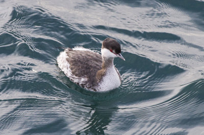 Horned Grebe