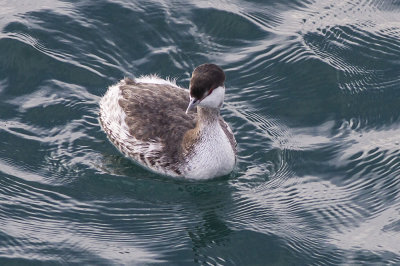 Horned Grebe