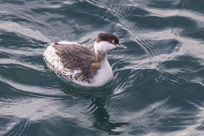 Horned Grebe