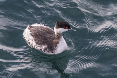 Horned Grebe