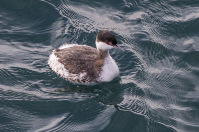 Horned Grebe