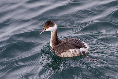 Horned Grebe