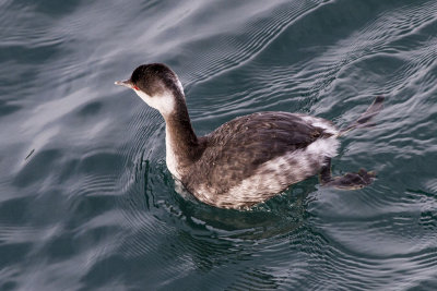 Horned Grebe