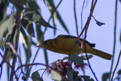 Baltimore Oriole