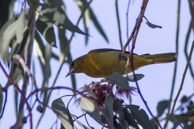 Baltimore Oriole