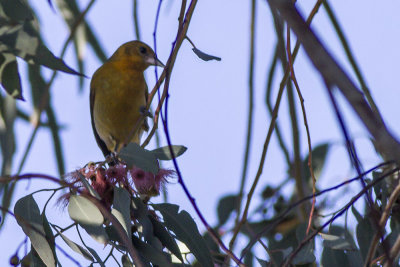 Baltimore Oriole