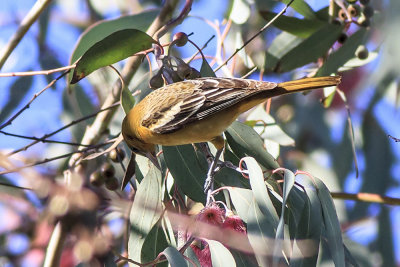 Baltimore Oriole