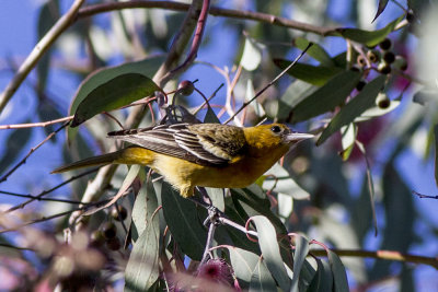 Baltimore Oriole