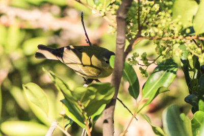 Tennessee Warbler