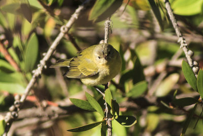 Tennessee Warbler