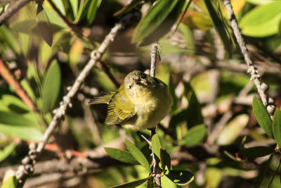 Tennessee Warbler