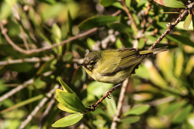 Tennessee Warbler