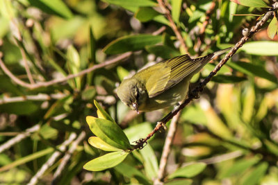 Tennessee Warbler