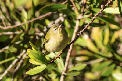 Tennessee Warbler