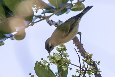 Warbling Vireo