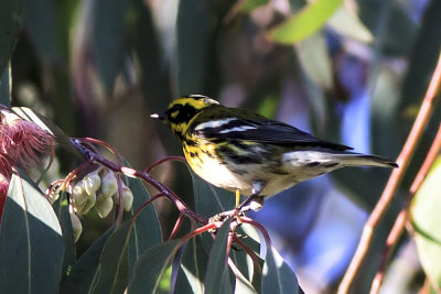 Townsend's Warbler