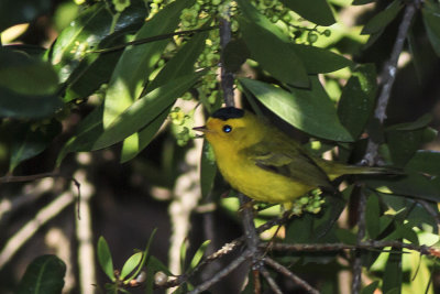 Wilson's Warbler