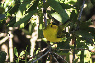 Wilson's Warbler