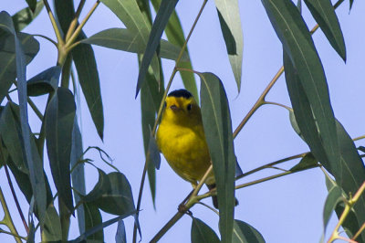 Wilson's Warbler