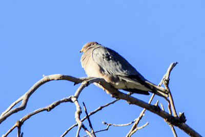 Band-tailed Pigeon