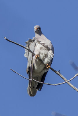 Band-tailed Pigeon