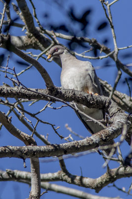Band-tailed Pigeon