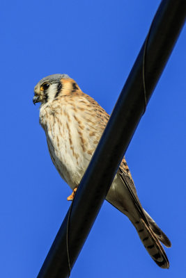 American Kestrel