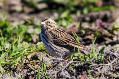 Savannah Sparrow