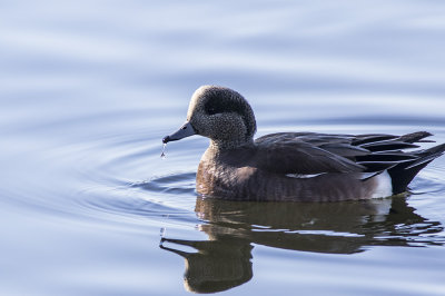 American Widgeon
